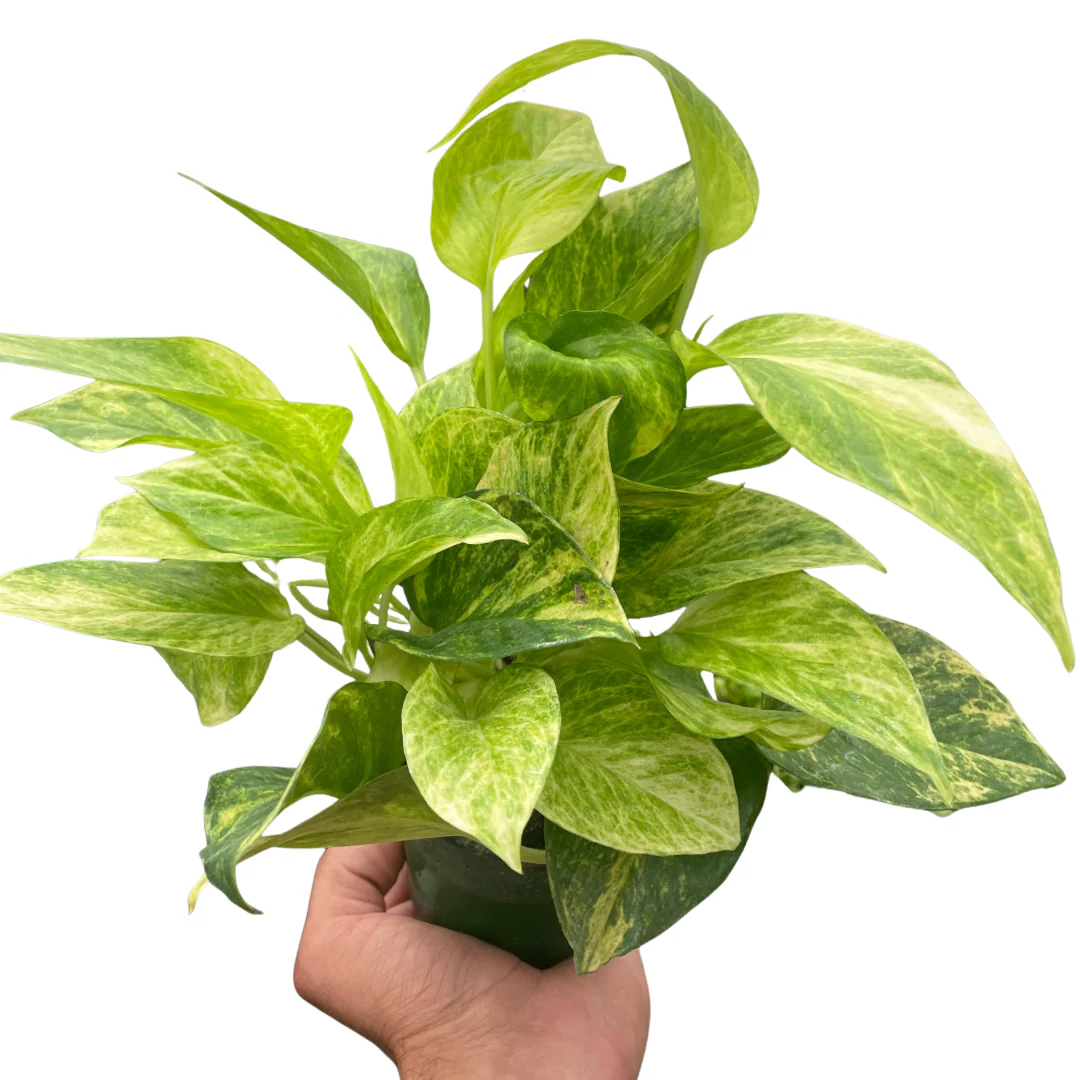 All Houseplants